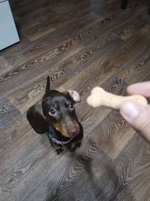 Фотография покупателя товара Печенье мясное TitBit Biscotti для собак, с рубцом говяжьим, 350 г - Фото 3