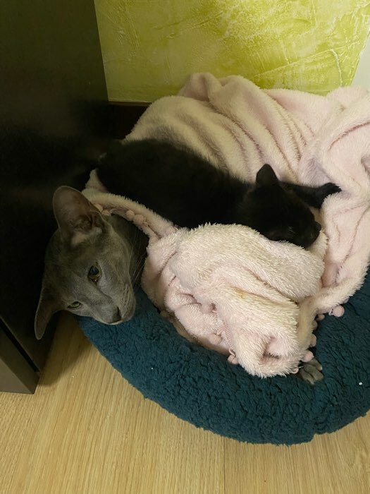 Фотография покупателя товара Лежанка для собак и кошек "Уют", мягкий мех, 45 х 35 х 11 см, зелёная