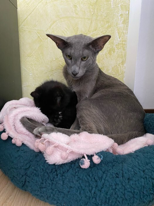 Фотография покупателя товара Лежанка для собак и кошек "Уют", мягкий мех, 45 х 35 х 11 см, зелёная