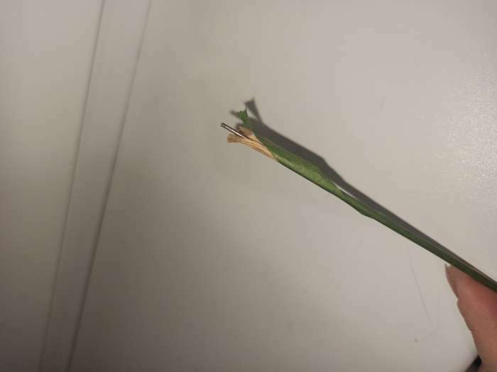 Фотография покупателя товара Проволока для изготовления искусственных цветов "Зелёная" 40 см сечение 2,5 мм - Фото 5