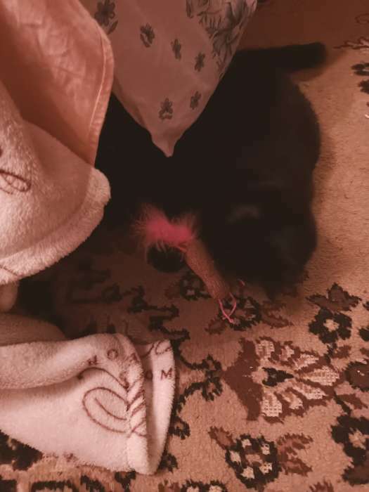Фотография покупателя товара Мягкая игрушка для кошек с кошачьей мятой и пуховым хвостом "Гусеница", розовая - Фото 3
