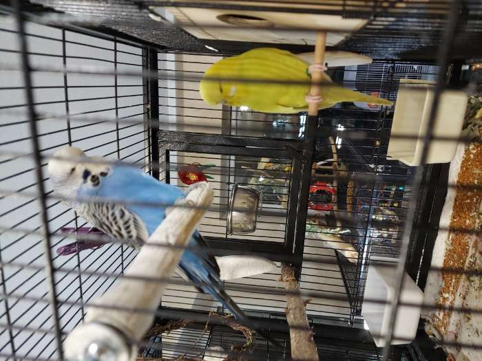 Фотография покупателя товара Минеральные жердочки для птиц "Пиратский канат", 17 см, диаметр 2,5 см - Фото 4