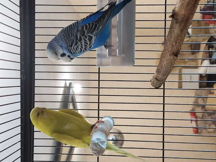 Фотография покупателя товара Минеральные жердочки для птиц "Пиратский канат", 17 см, диаметр 2,5 см - Фото 3
