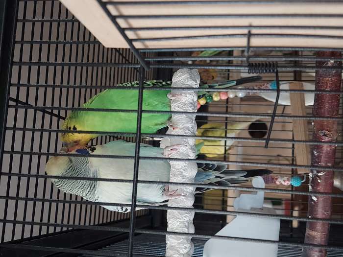 Фотография покупателя товара Минеральные жердочки для птиц "Пиратский канат", 17 см, диаметр 2,5 см - Фото 2