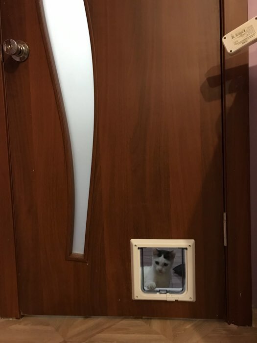 Фотография покупателя товара Дверца для кошек «БАРСИК», проём 145*145 мм, толщина двери 36-42 мм, белый - Фото 1