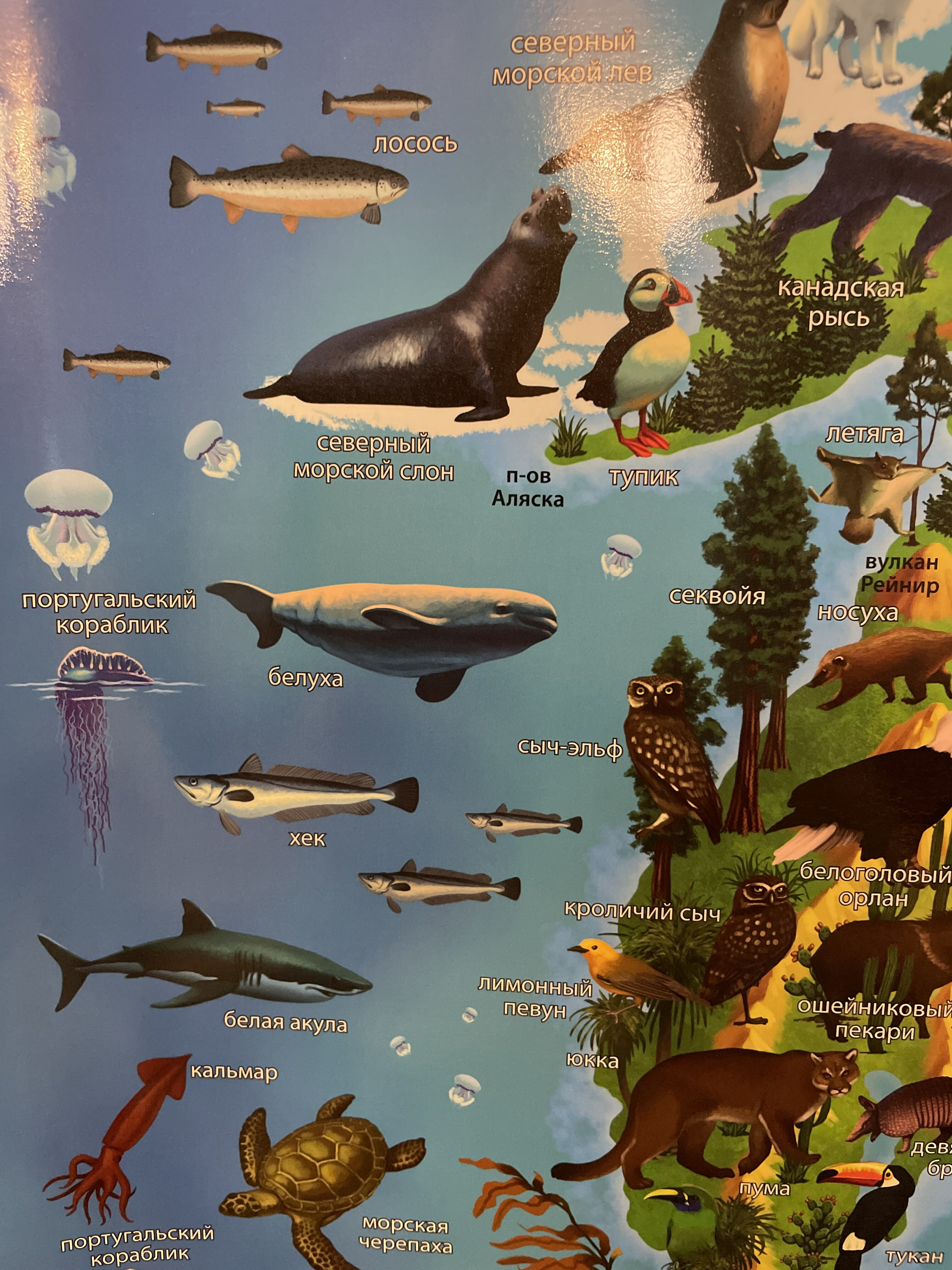 Фотография покупателя товара Карта Мира для детей "Животный и растительный мир Земли", 101 х 69 см, ламинированная, тубус