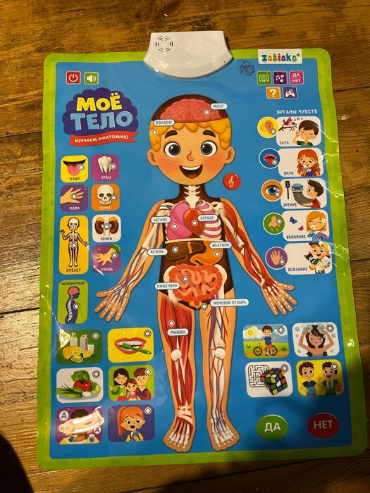 Фотография покупателя товара Обучающий плакат «Изучаем анатомию: Моё тело» - Фото 3
