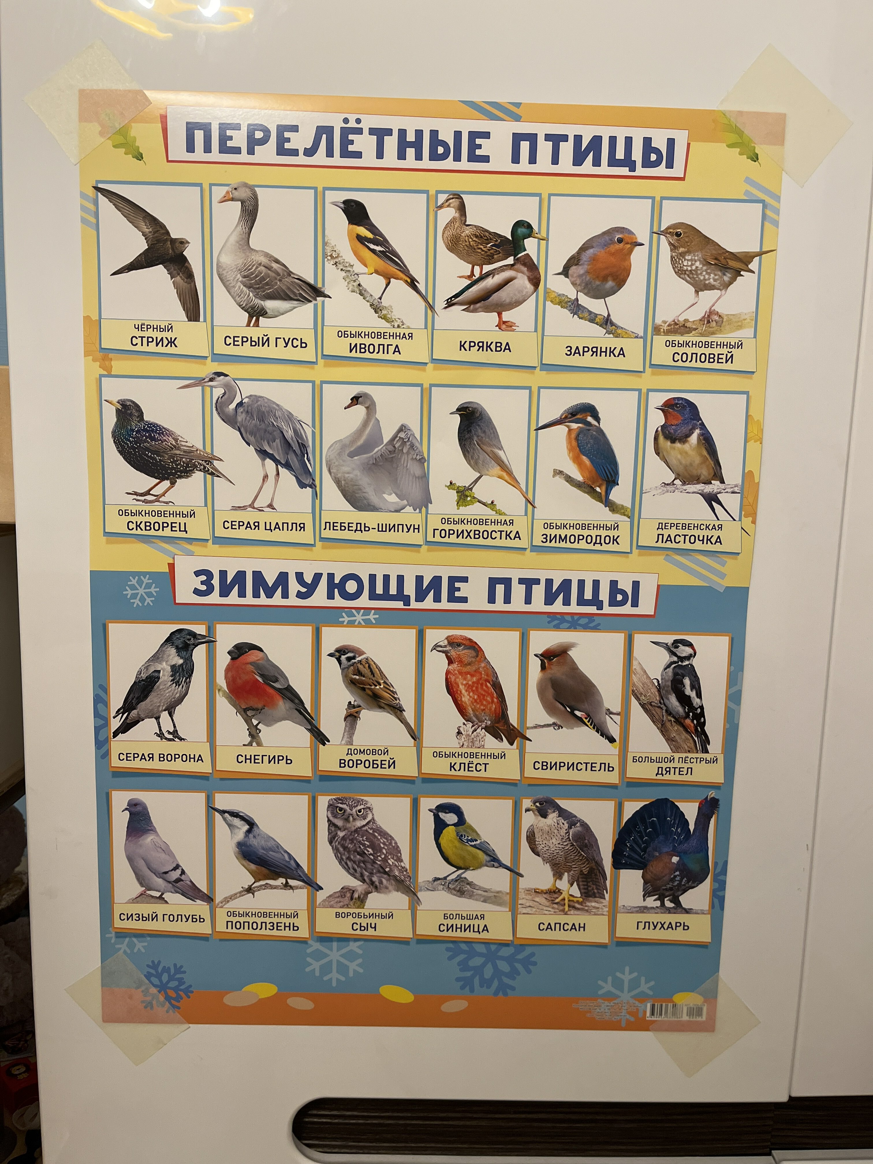 Фотография покупателя товара Плакат "Зимующие и перелётные птицы" А2