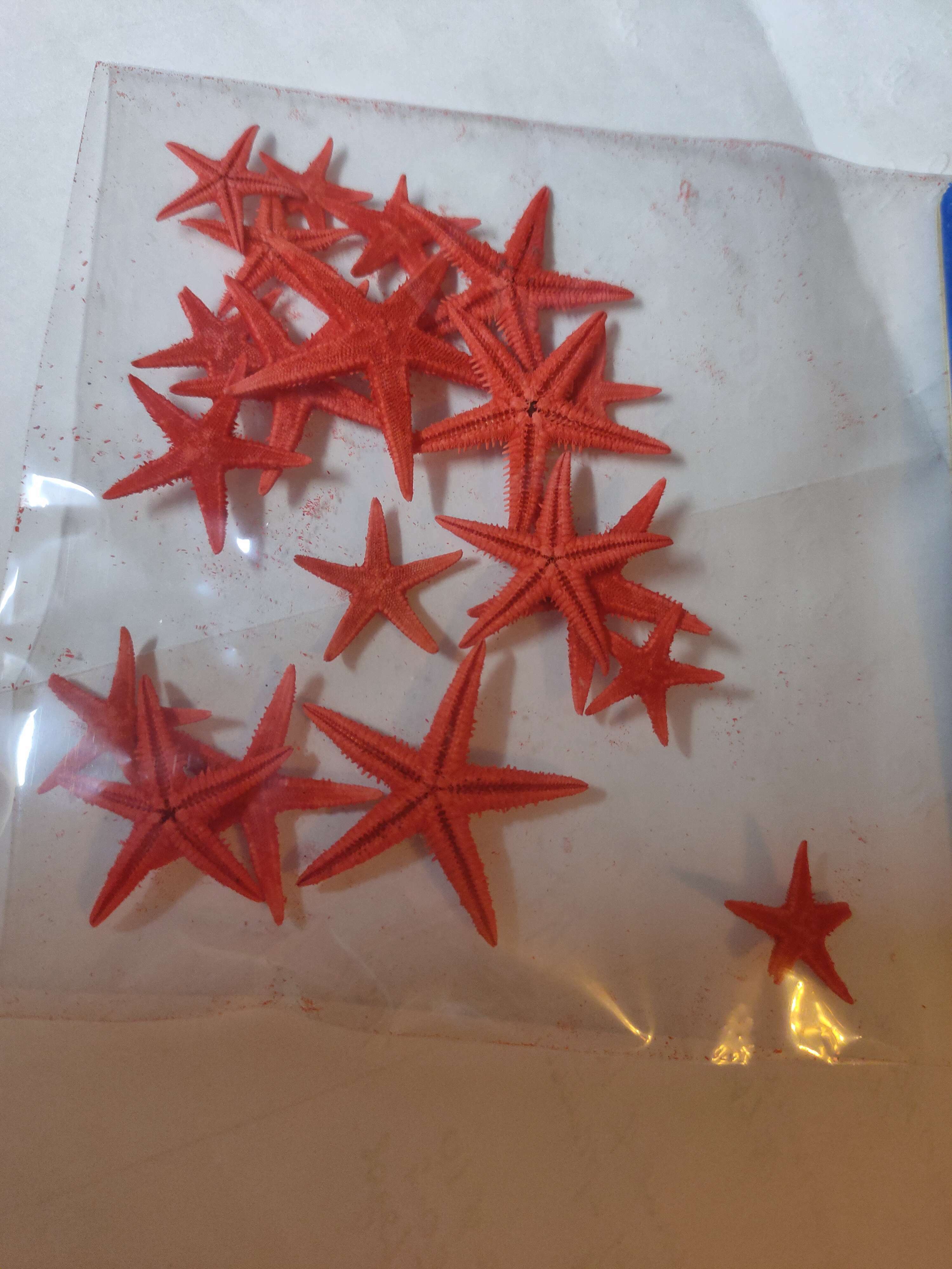 Фотография покупателя товара Набор натуральных морских звезд, 1,5-2 см, 20 шт, красный - Фото 1