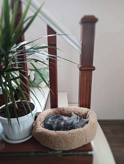Фотография покупателя товара Лежанка для собак и кошек "Уют", мягкий мех, 45 х 35 х 11 см, коричневая