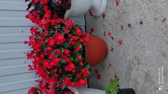 Фотография покупателя товара Семена цветов Бегония "Сенатор Скарлет", F1,  вечноцветущая, серия Элитная клумба,  4 шт