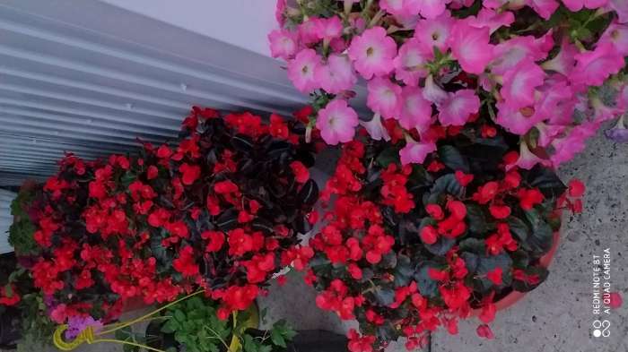 Фотография покупателя товара Семена цветов Бегония "Сенатор Скарлет", F1,  вечноцветущая, серия Элитная клумба,  4 шт - Фото 5