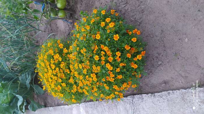 Фотография покупателя товара Семена цветов Бархатцы  "Карина оранжевая ", тонколистные, 0,05 г - Фото 6