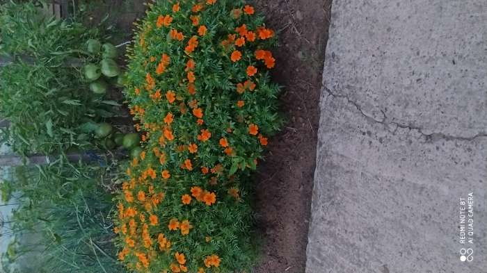 Фотография покупателя товара Семена цветов Бархатцы  "Карина оранжевая ", тонколистные, 0,05 г - Фото 5