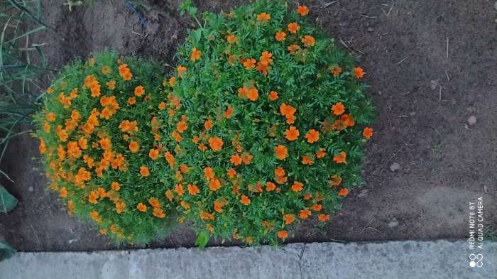 Фотография покупателя товара Семена цветов Бархатцы  "Карина оранжевая ", тонколистные, 0,05 г - Фото 7