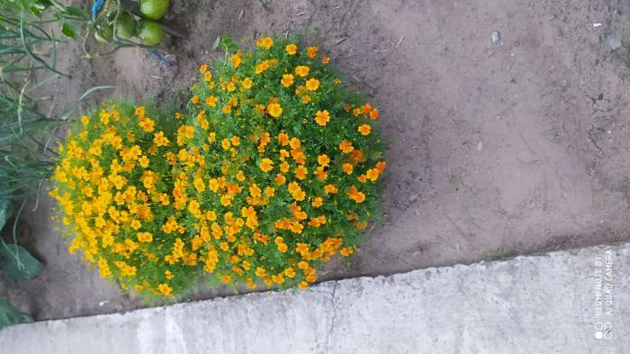 Фотография покупателя товара Семена цветов Бархатцы  "Карина оранжевая ", тонколистные, 0,05 г - Фото 9