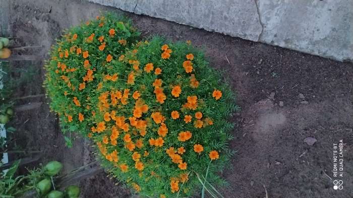 Фотография покупателя товара Семена цветов Бархатцы  "Карина оранжевая ", тонколистные, 0,05 г - Фото 8