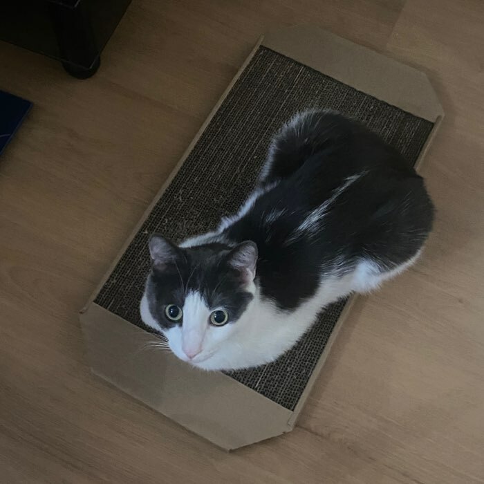 Фотография покупателя товара Когтеточка-лежанка для кошек из гофрокартона КРАФТ, 57 х 28,5 х 2,5 см