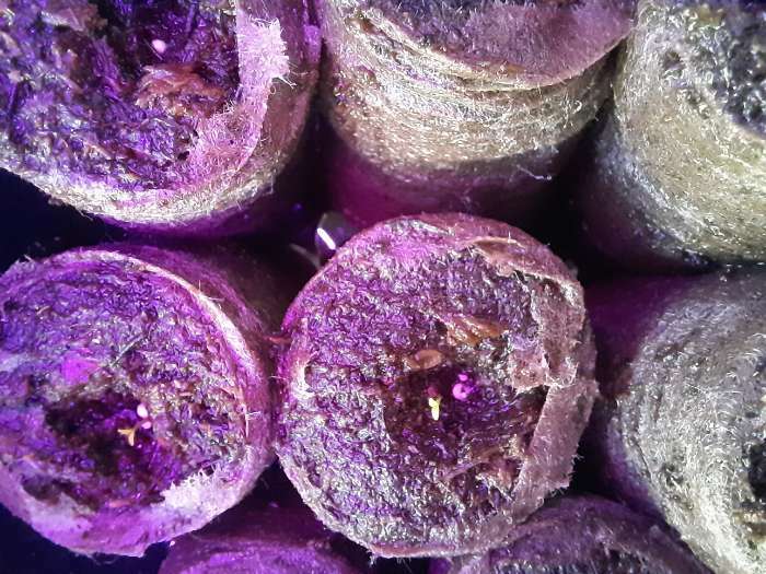 Фотография покупателя товара Семена цветов Эустома "Супер Мэджик" F1 смесь, О, DARIT  8 шт - Фото 8