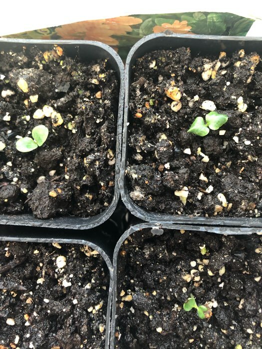 Фотография покупателя товара Семена цветов Кроссандра "Тропик красная", ц/п,  3 шт. - Фото 4