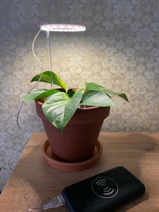 Фотография покупателя товара Фитосветильник светодиодный, 4 Вт, 5 В, в горшок, USB, полноспектральный, 2 круга - Фото 2