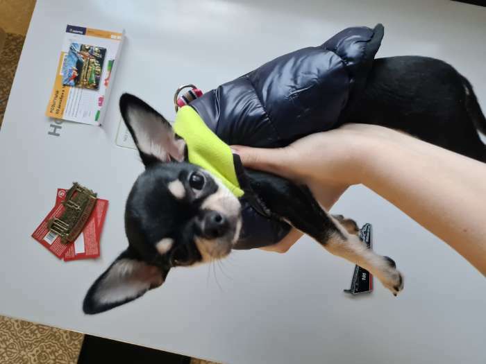Фотография покупателя товара Куртка для собак на молнии, размер 8 (ДС 23 см, ОГ 30, ОШ 22 см), синяя с жёлтым - Фото 3
