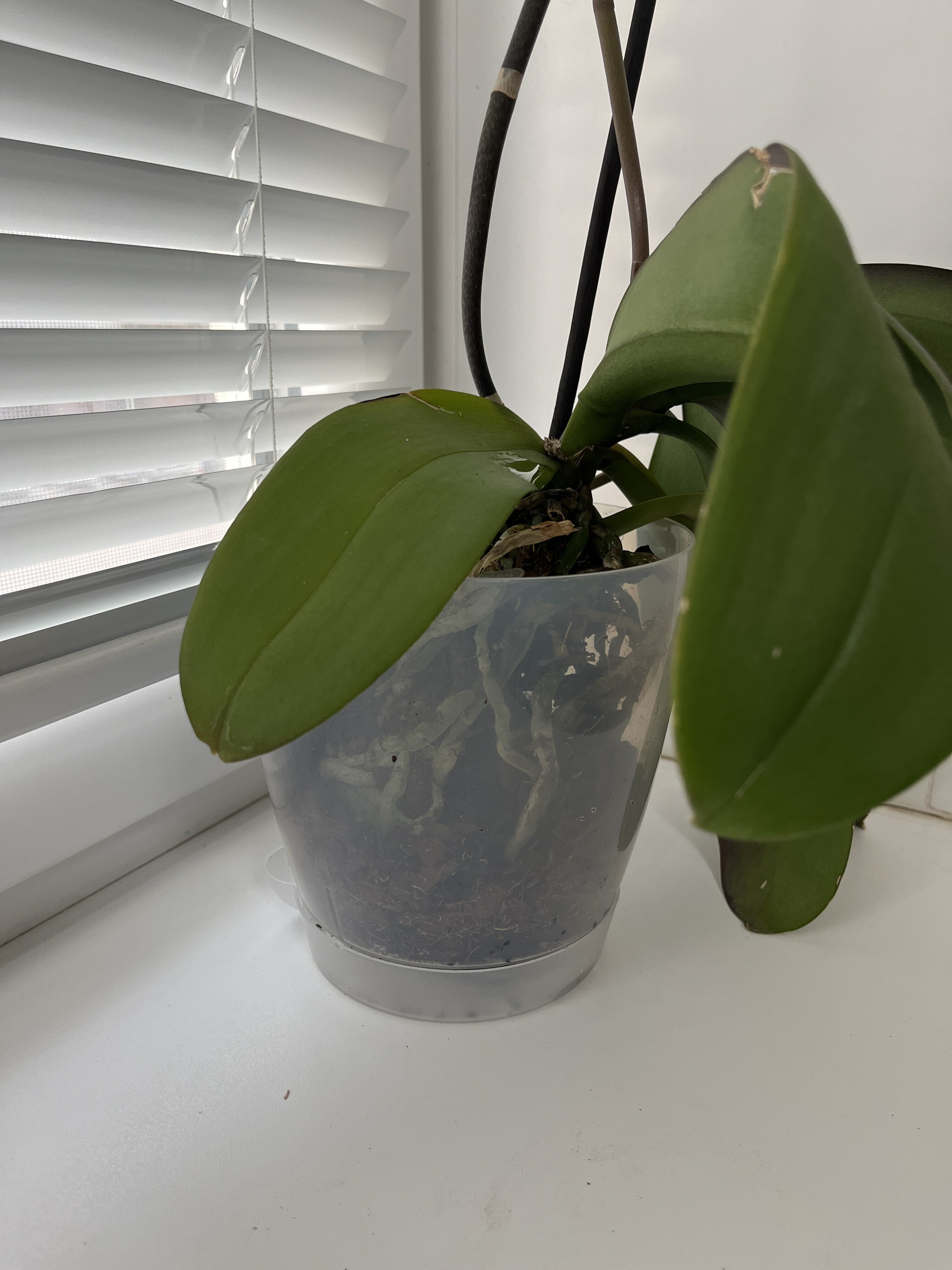 Фотография покупателя товара Горшок для орхидей «Адель», 1,5 л, цвет прозрачный - Фото 3