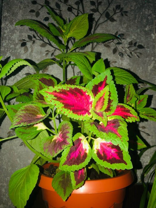 Фотография покупателя товара Семена комнатных цветов Колеус "Блюма Радуга", 130 шт.