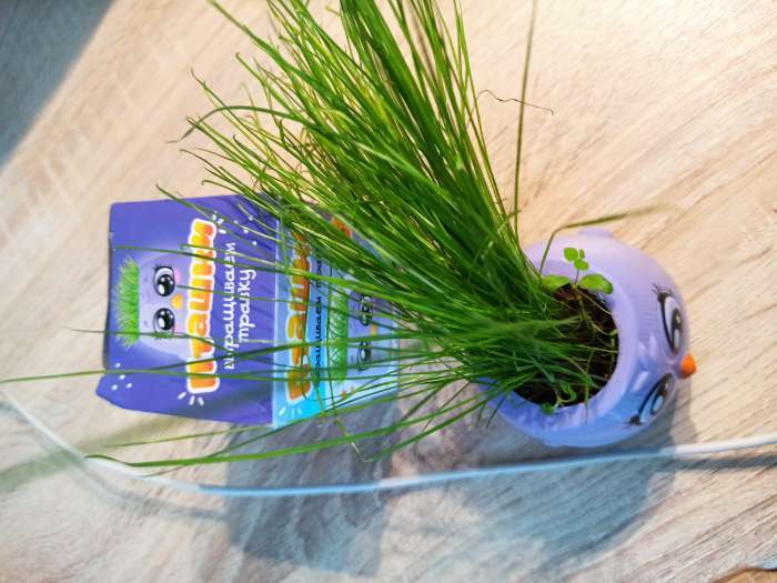 Фотография покупателя товара Набор для опытов «Пташки, выращиваем травку», фиолетовый горшочек