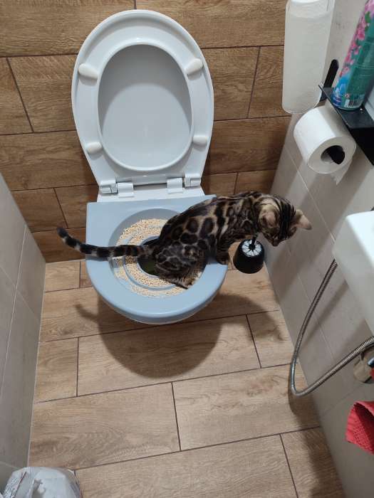 Фотография покупателя товара Туалет для приучения кошек к унитазу 39,2 х 38,7 х 3 см, коричневый - Фото 1
