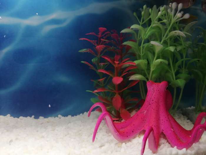 Фотография покупателя товара Растение искусственное аквариумное, 3 х 9 см, оранжево-зелёное - Фото 1