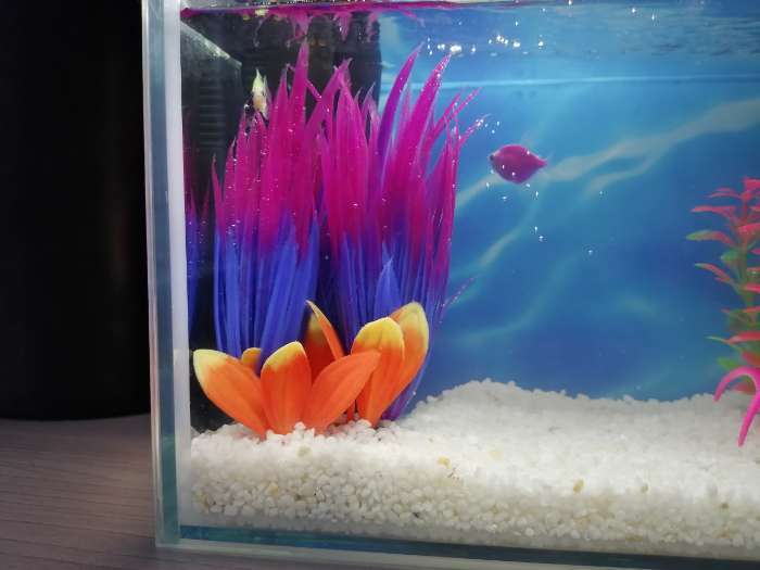 Фотография покупателя товара Растение искусственное аквариумное, 18 х 10 х 11,5 см, красно-фиолетовый - Фото 2