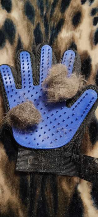 Фотография покупателя товара Перчатка - щетка для шерсти на правую руку с удлиненными зубчиками, синяя - Фото 12