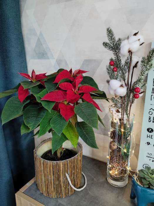Фотография покупателя товара Декор "Зимние мечты" ягоды на снежной ели, 50 см - Фото 14