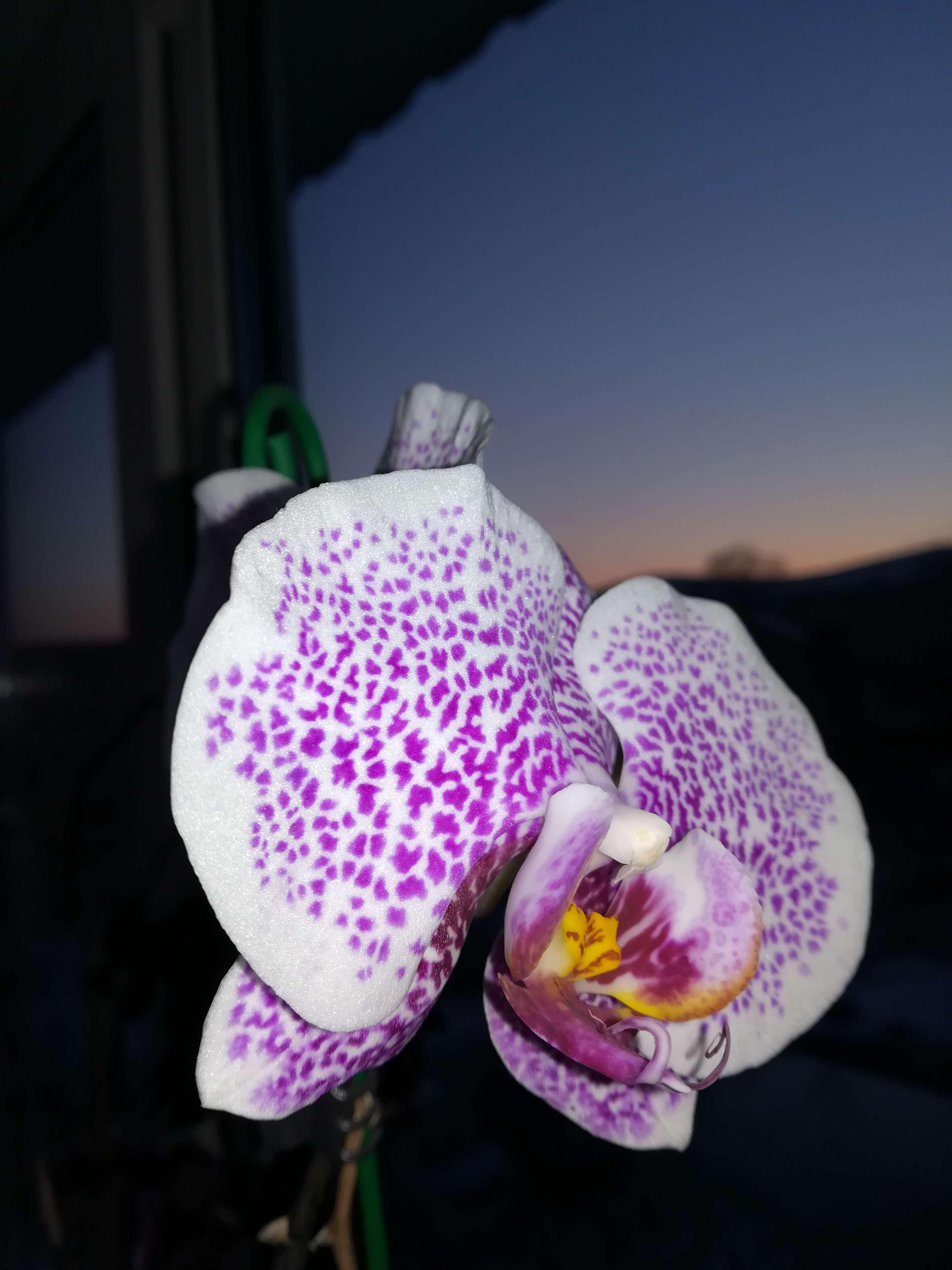 Фотография покупателя товара Удобрение Интермаг Огород "Орхидея" для корневой и листовой подкормки культур, фл, 10 мл - Фото 1