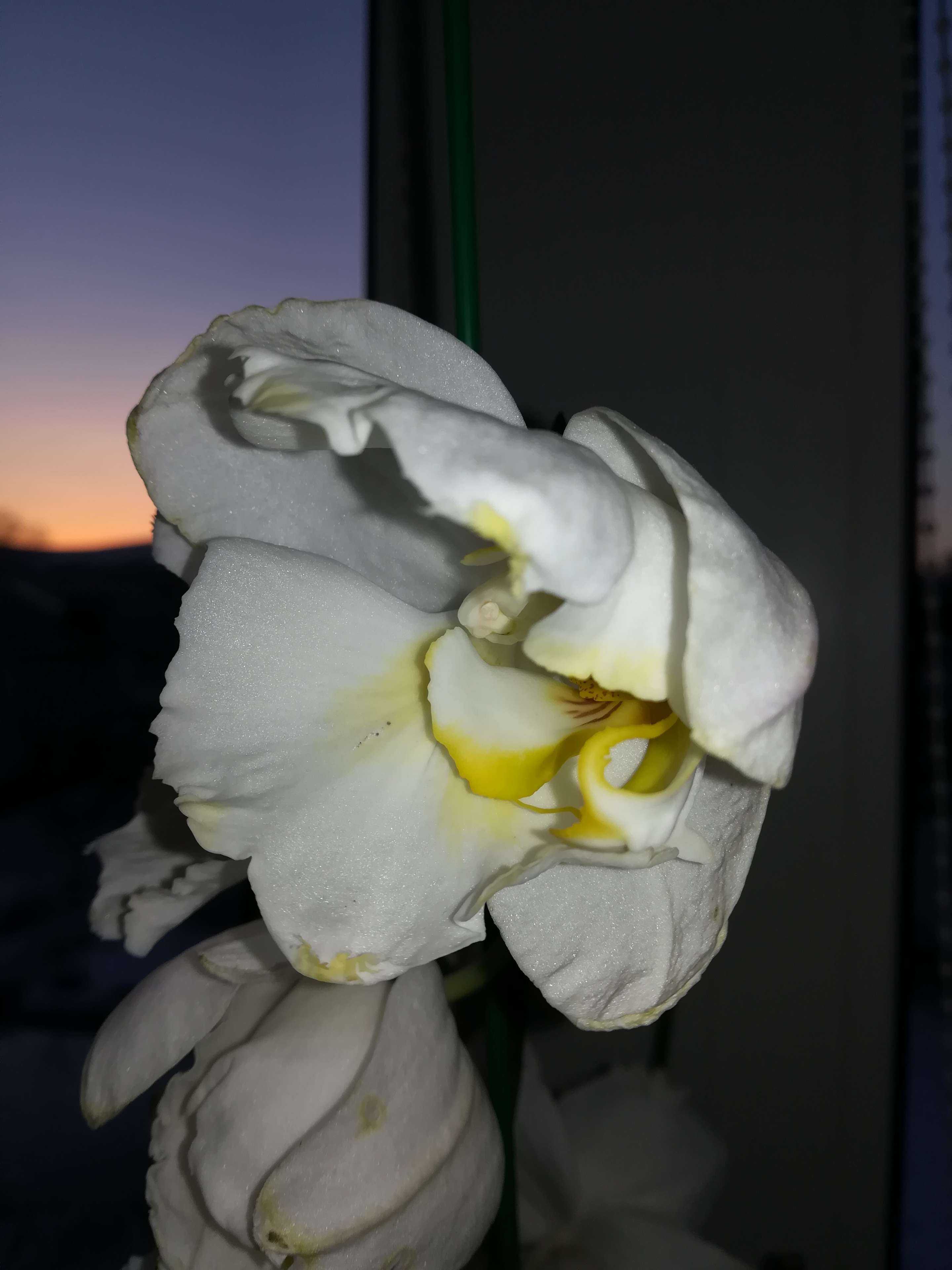 Фотография покупателя товара Удобрение Интермаг Огород "Орхидея" для корневой и листовой подкормки культур, фл, 10 мл - Фото 4