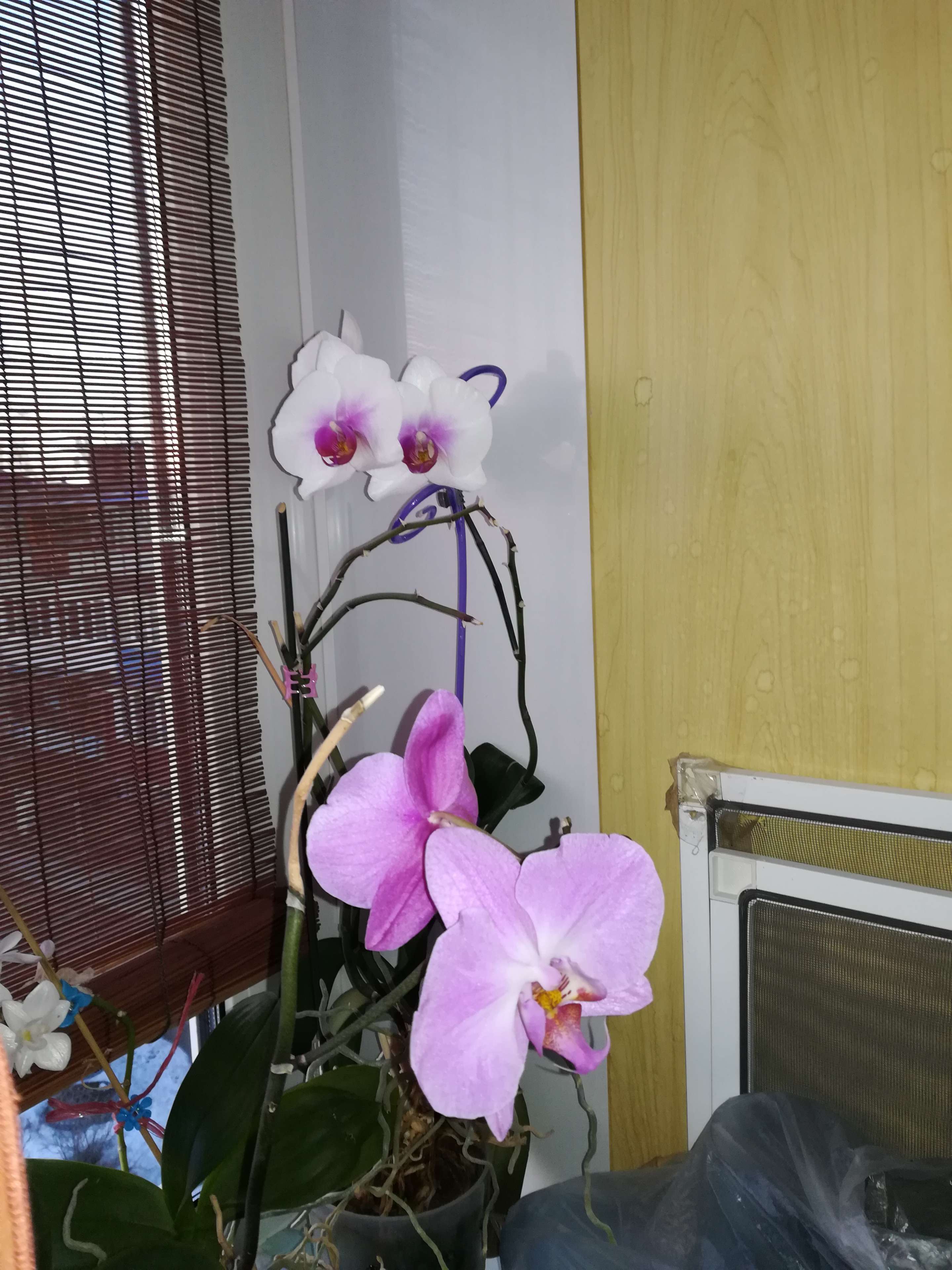 Фотография покупателя товара Удобрение Интермаг Огород "Орхидея" для корневой и листовой подкормки культур, фл, 10 мл - Фото 9