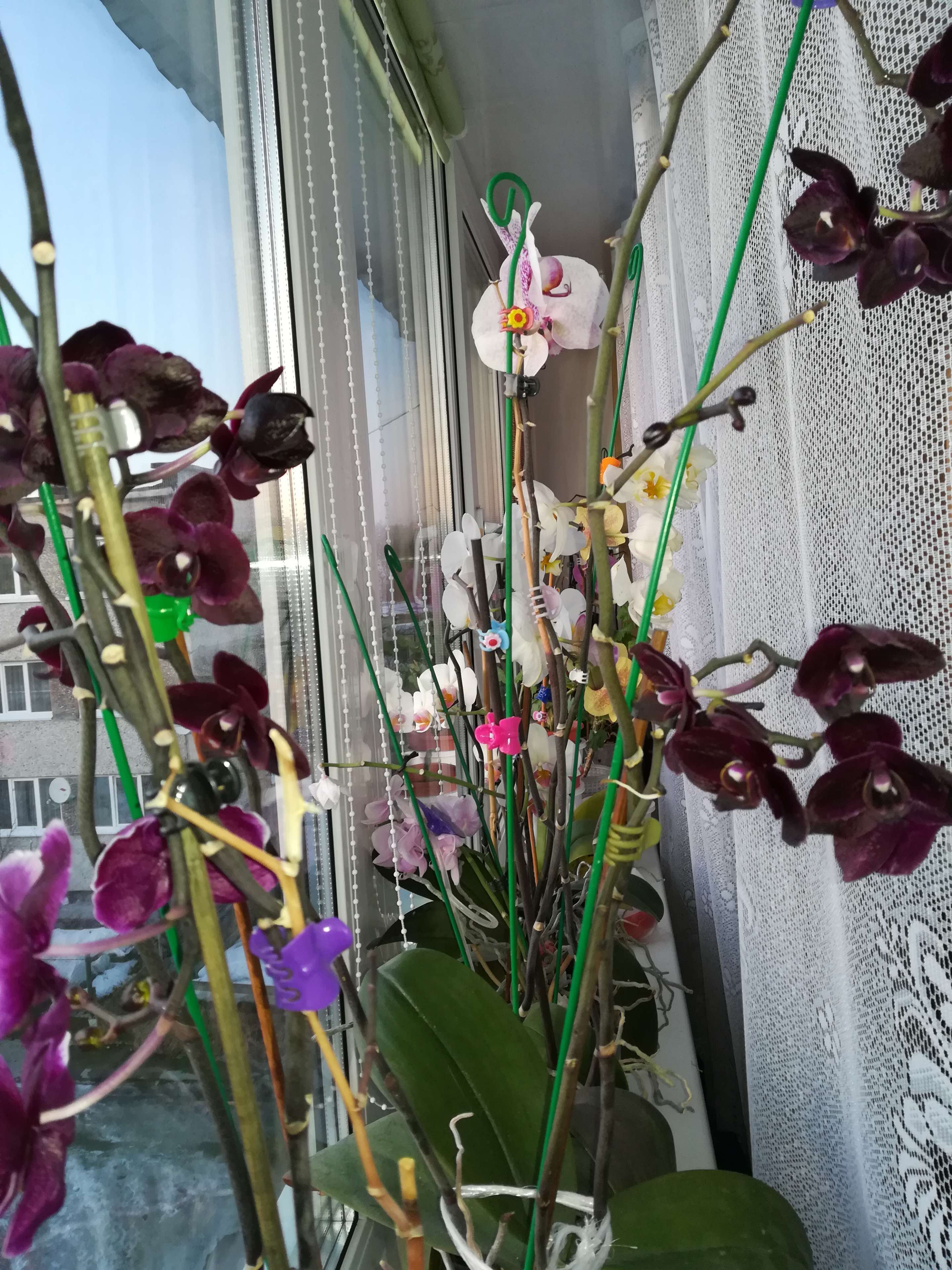 Фотография покупателя товара Удобрение Интермаг Огород "Орхидея" для корневой и листовой подкормки культур, фл, 10 мл - Фото 11