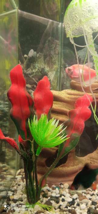 Фотография покупателя товара Набор растений искусственных для аквариума, 20 см, 2 шт. - Фото 5