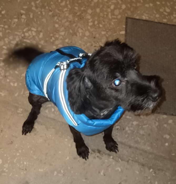 Фотография покупателя товара Куртка для собак со шлейкой,  размер 8 (ДС 23 см, ОГ 30 см, ОШ 22 см), лазурная - Фото 1