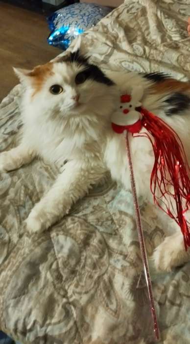 Фотография покупателя товара Дразнилка для кошек с бубенчиком "Новогодняя ёлка", 30 см - Фото 4