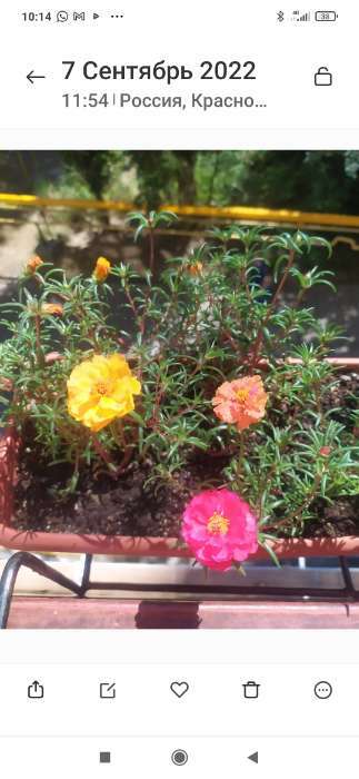 Фотография покупателя товара Семена цветов Портулак Крупноцветковый махровая смесь 0,05 г - Фото 2