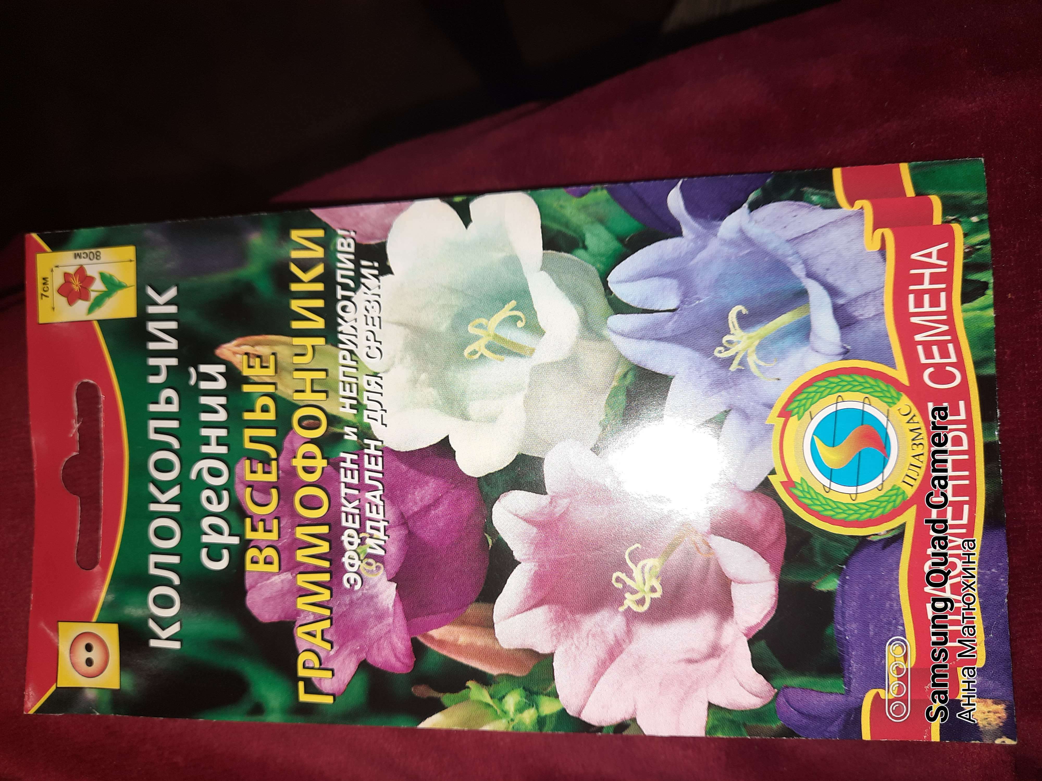 Фотография покупателя товара Семена цветов Колокольчик "Веселые гаммофончики", 0,1 г - Фото 1