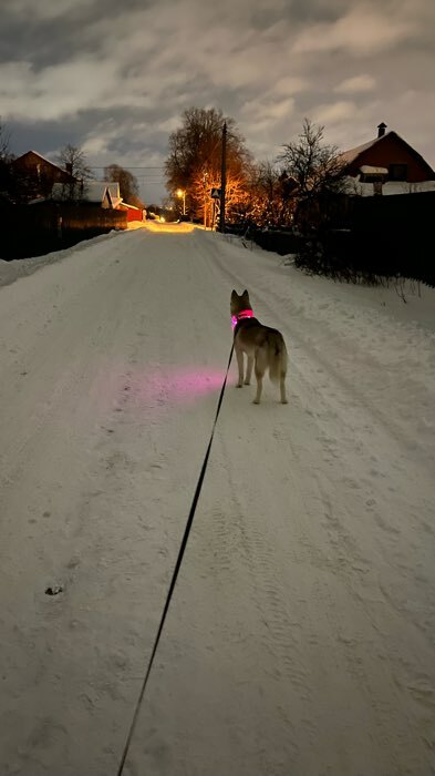 Фотография покупателя товара Ошейник с подсветкой, 45-50 см, 3 режима свечения, розовый - Фото 2