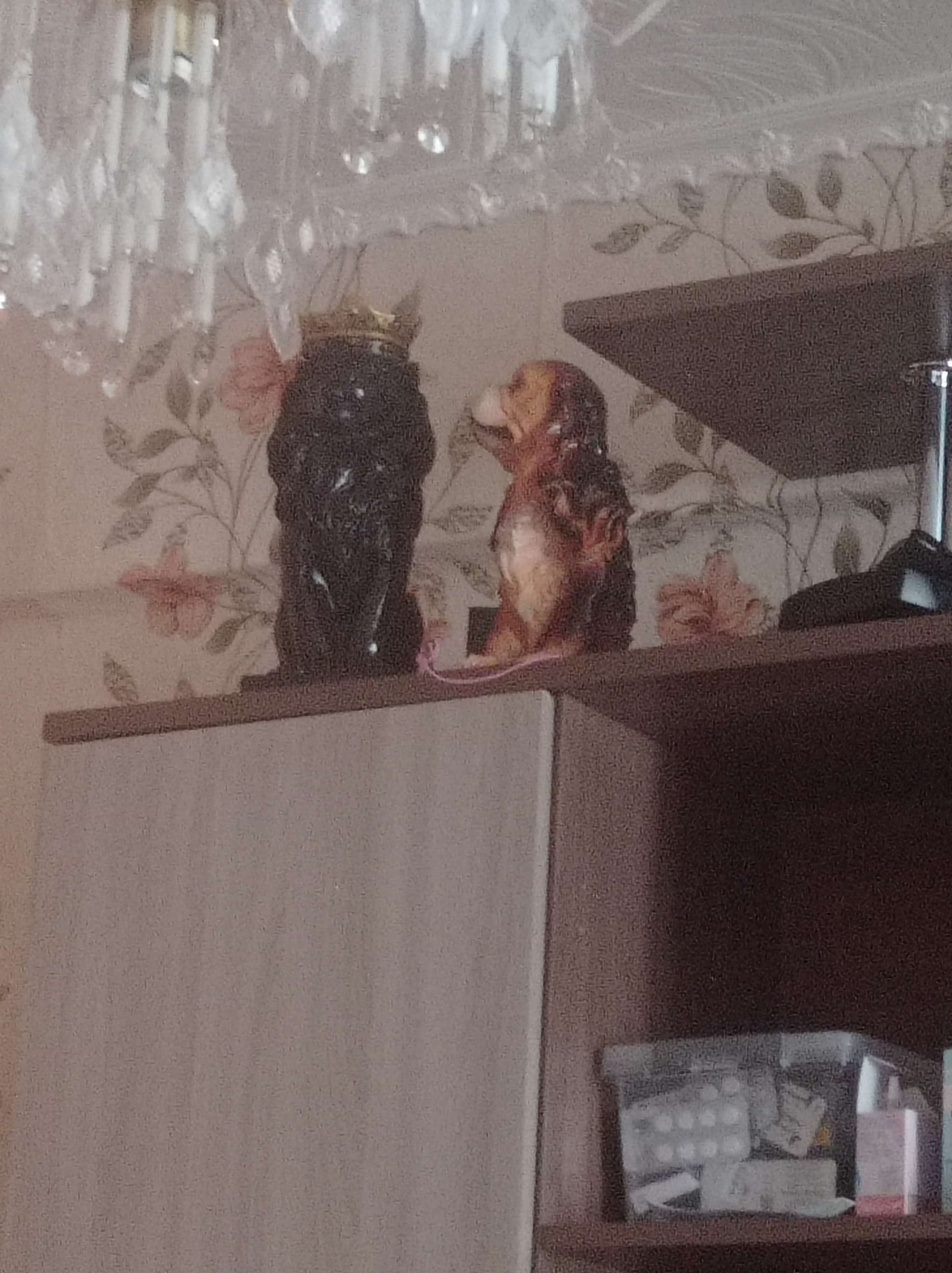 Фотография покупателя товара Копилка "Лев с короной" черный, с золотом, 35см - Фото 2