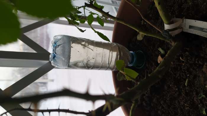 Фотография покупателя товара Автополив для комнатных растений, под бутылку, набор 2 шт., Greengo - Фото 1