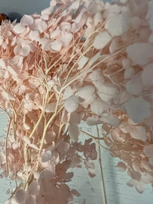Фотография покупателя товара Сухоцвет «Гортензия крупнолистовая», тёмно розовый, 1 веточка 50 - 70 см в упаковке - Фото 2