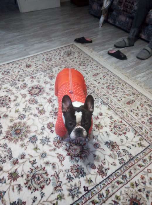 Фотография покупателя товара Комбинезон для собак  "Горошек", размер 16 (ДС 30 см, ОГ 44 см, ОШ 34 см), рыжий - Фото 5