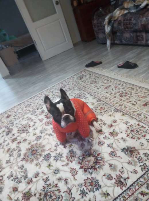 Фотография покупателя товара Комбинезон для собак  "Горошек", размер 16 (ДС 30 см, ОГ 44 см, ОШ 34 см), рыжий - Фото 3