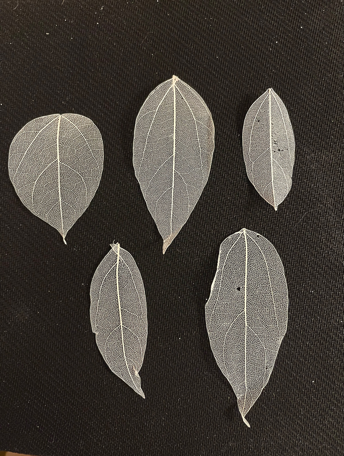 Фотография покупателя товара Сухие листья, (набор 5 шт), размер 1 шт:: 8×5 см, цвет белый - Фото 5